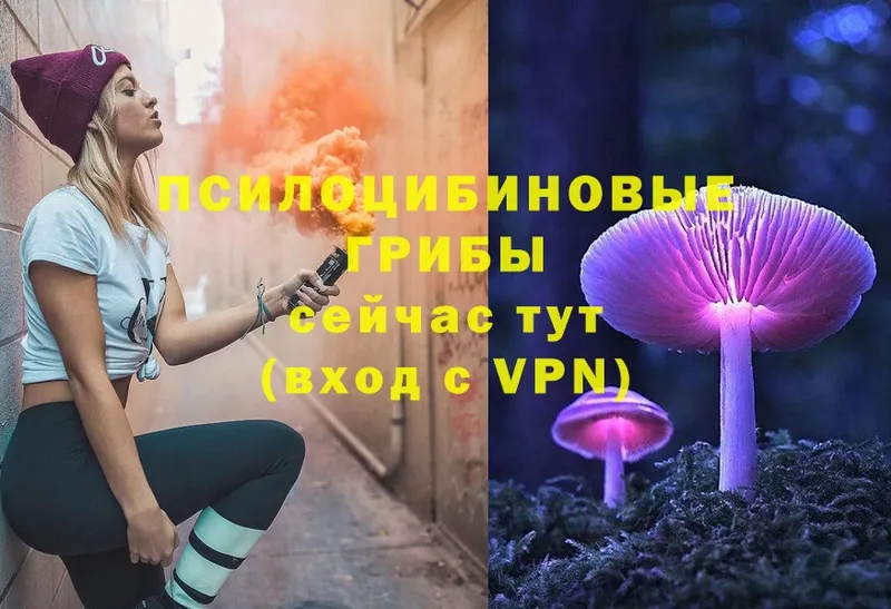 Псилоцибиновые грибы Cubensis  Кировск 